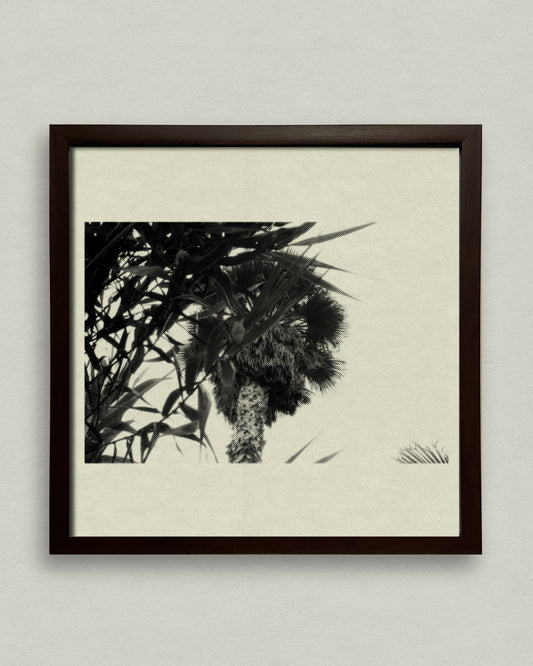 Under the Palm,,,Sano 12x12 Framed Print