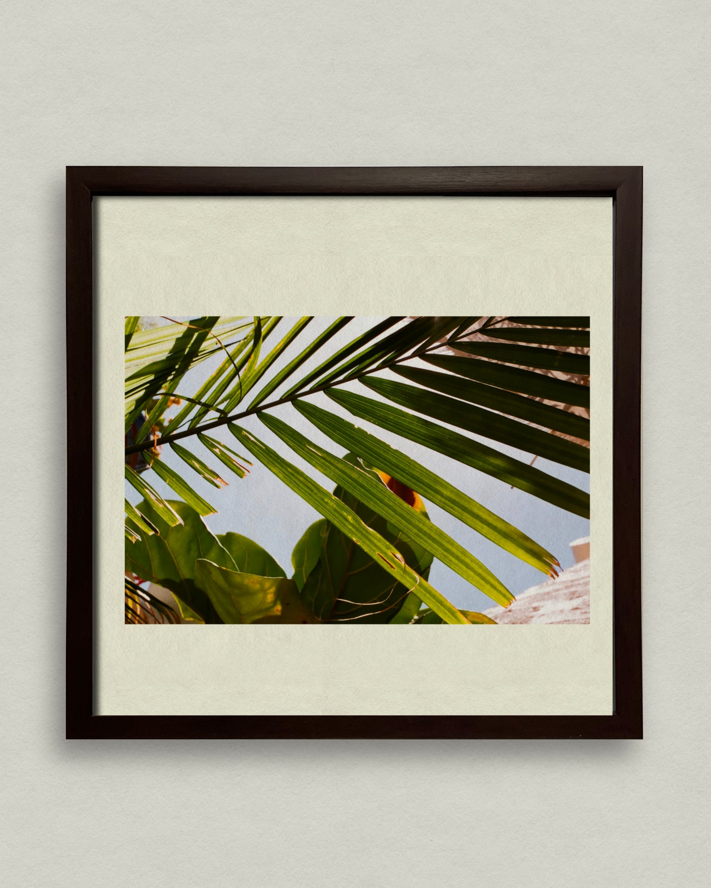Palm Untouched 12x12 Framed Print